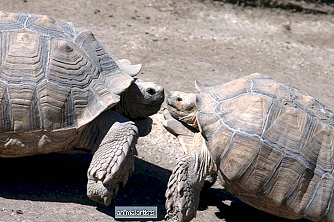 La nueva foto de Bindi Irwin de la hermosa amistad de las tortugas está tocando corazones