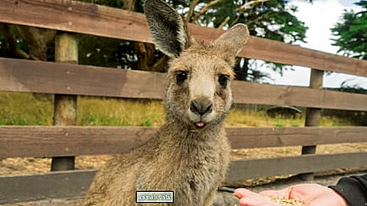 La foto de Bindi Irwin del canguro herido viene con una palabra de advertencia