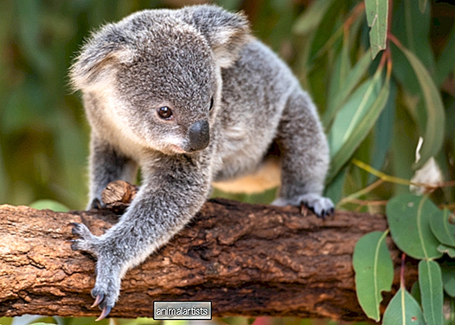 Бинди Сью Ирвин делится фотографиями спасенного осиротевшего детеныша коалы, и мы одержимы