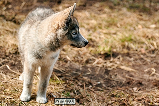 Veterinario de Florida presenta un cachorro híbrido de lobo absolutamente hermoso
