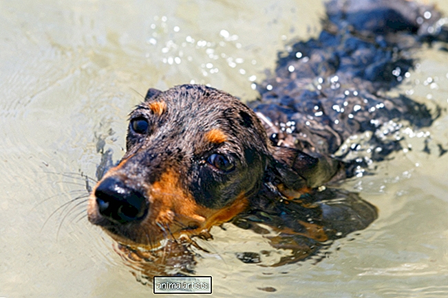 الكلب الألماني المصغر الذي يطلب من أمي مشاهدته وهو يسبح هو أنقى شيء