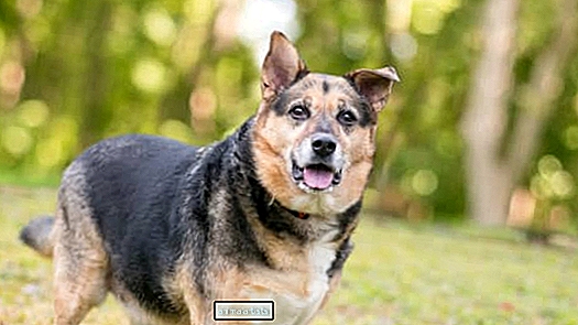 La cara triste de un perro de Carolina del Norte al ver que otros cachorros son adoptados nos rompe el corazón