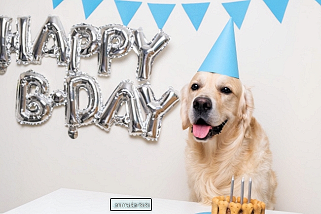 Kannatlik koer ootab, et külalised lõpetaksid enne koogi söömist "Palju õnne sünnipäevaks"
