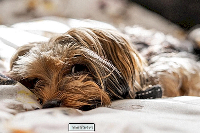 Inimeste arvamus koeral voodis magada laskmise kohta ajab TikToki meelehärmi