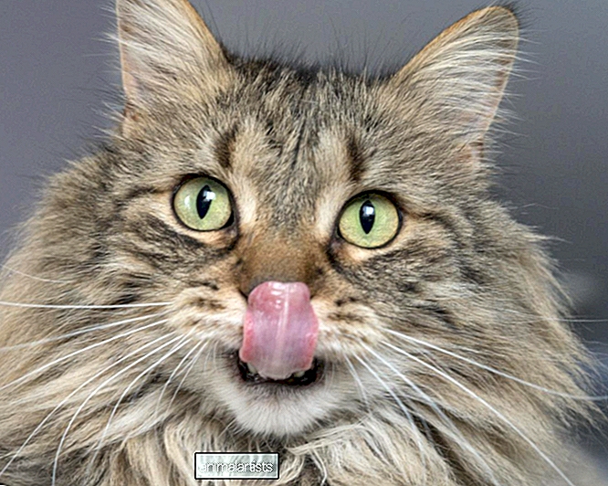 Las imágenes únicas de un fotógrafo de gatos en una mesa de vidrio son tontas y dulces