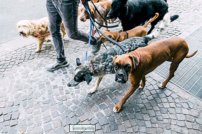 Los paseadores de perros de Saratoga literalmente detienen el tráfico con sus docenas de cachorros obedientes