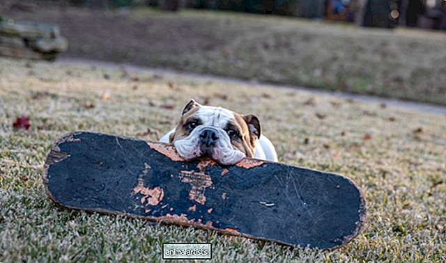 Bulldog patineta incluso elige qué tabla quiere montar