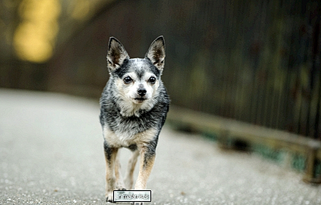 Tiny Special Needs Dog's Pance Down the Hallway er en sann tidslinjerens
