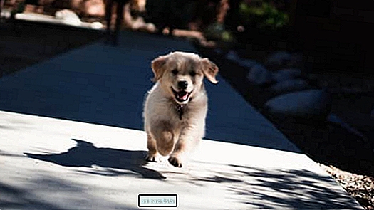 El video de una pareja que se vincula instantáneamente con un cachorro Golden Retriever es simplemente hermoso