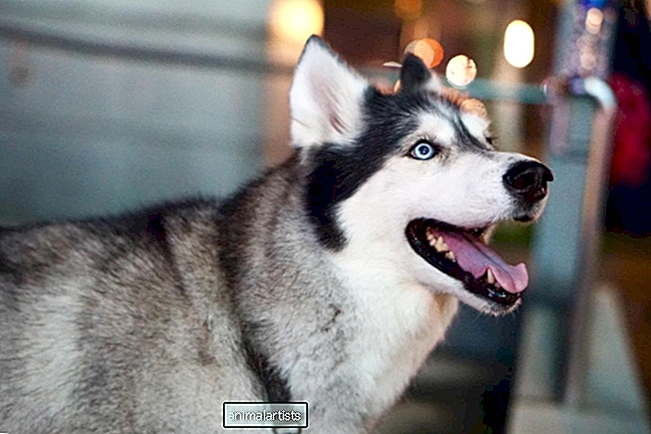 Vídeo de cães de abrigo de Nova York que estão lá há mais tempo é uma revelação