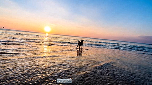 Viiruslik video koerast vaikselt rannas nautimast on ülim ajaskaala puhastamine