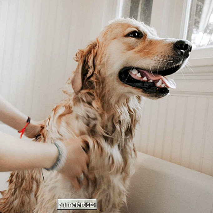 Cómo dar un baño medicado a un perro (paso a paso y preguntas frecuentes)