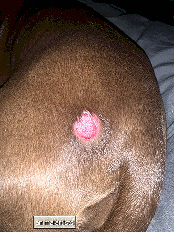 ¿La llaga en la cadera de mi perro se debe a la tiña o es algo más?