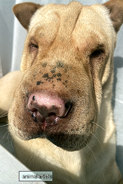 ¿Qué le pasa a la nariz de mi perro?