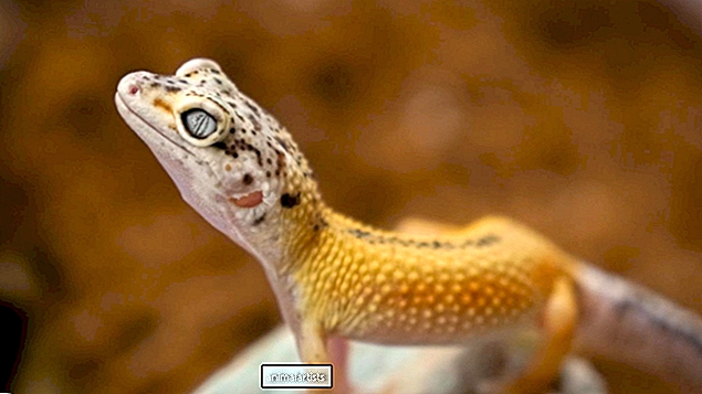 ¿Por qué mi Gecko tiene una llaga en la nariz?