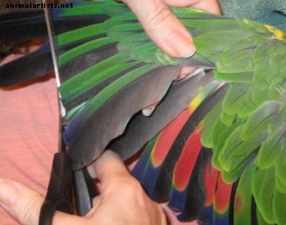 Guia de corte de asas para proprietários de pássaros