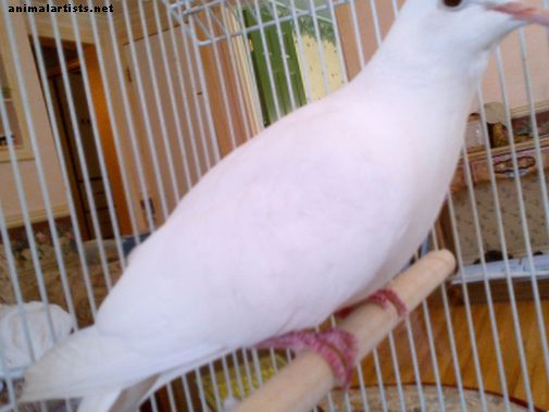¿Las palomas blancas de Java son buenas mascotas?