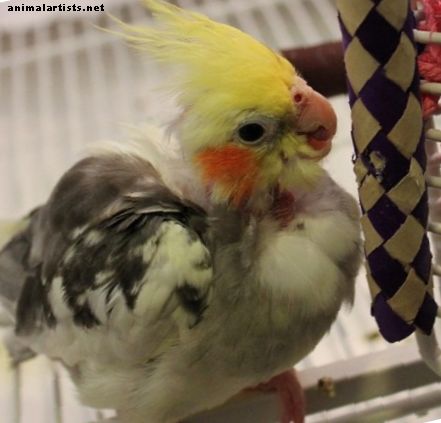 Lemmikloomade lindude pidamise eetika: kas lindu puuris hoida on julm?