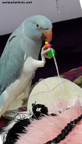 Papagoide käitumisprobleemide põhjused ja võimalikud lahendused