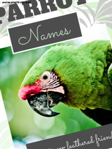 250+ lahedat papagoi nime teie erakordsel linnul (ässast tiibani)