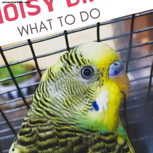 Kaj storiti, ko vaš papagaj ne bo nehal trgati