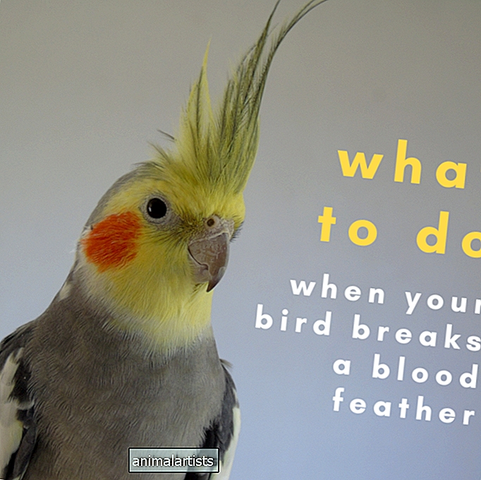Qué hacer si tu loro tiene una pluma de sangre rota