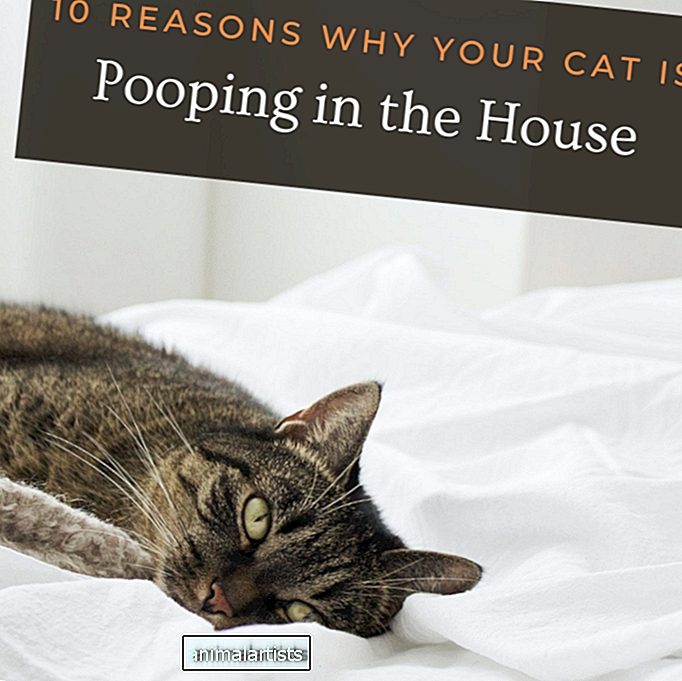 10 redenen waarom katten buiten de kattenbak poepen
