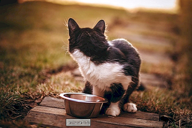 10 razones por las que tu gato no come mucho pero se comporta con normalidad