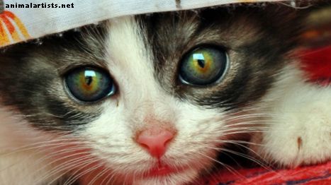 10 razones lógicas por las que los gatos son lindos (con fotos)