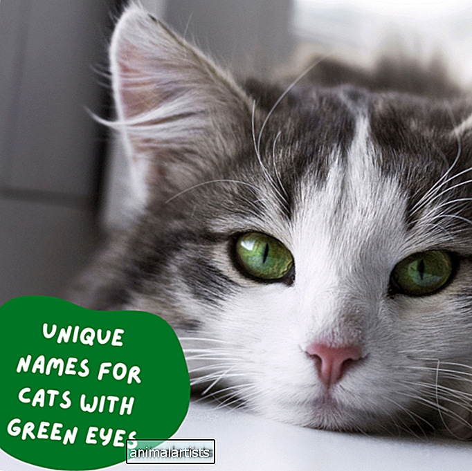 110 nombres únicos para gatos con ojos verdes
