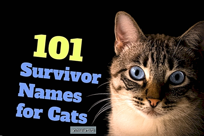 111 overlevende navn for katter