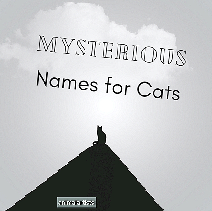 150 nomes misteriosos para gatos