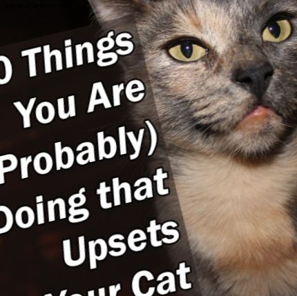 10 dolog, amit (valószínűleg) csinálsz, ami felborítja a macskáját