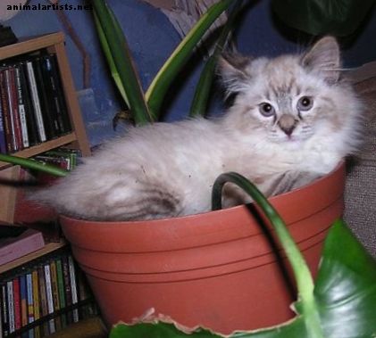 Lista AZ de plantas de interior que son venenosas para sus gatos
