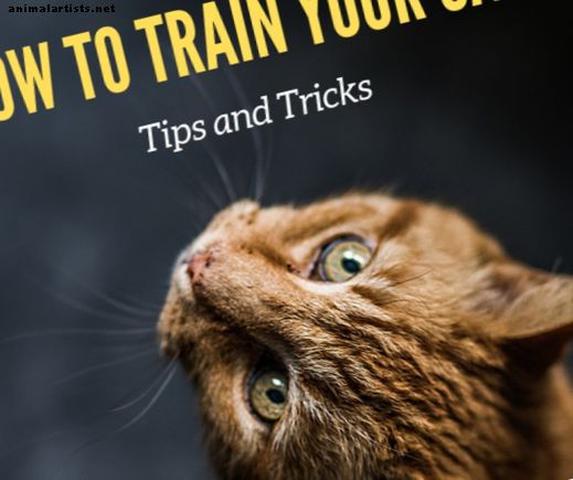 Cómo entrenar a tu gato para hacer trucos