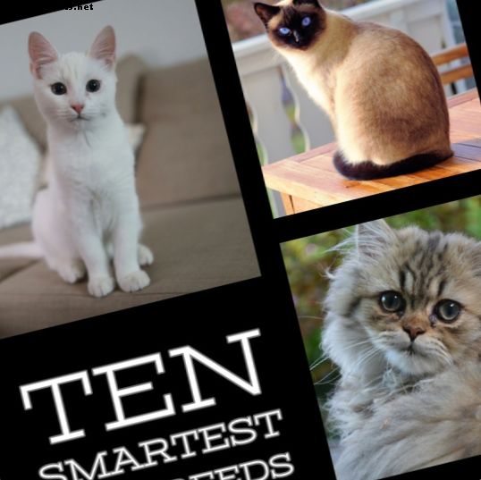 Las 10 mejores razas de gatos más inteligentes