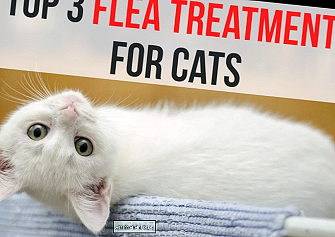 Los 3 mejores tratamientos antipulgas para gatos domésticos