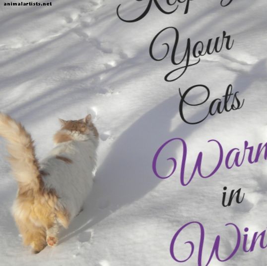 Cómo mantener a los gatos salvajes y al aire libre calientes y seguros en invierno