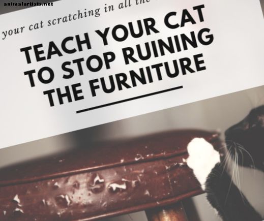 Cómo evitar que tu gato arruine los muebles