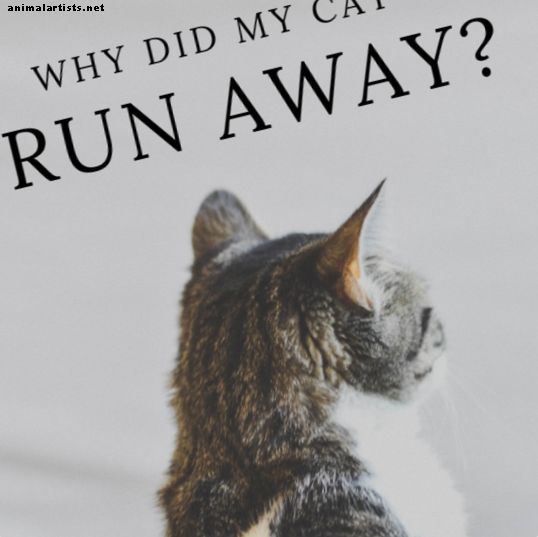 ¿Por qué los gatos salen de casa o huyen y no regresan?