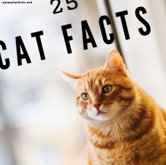 23 põnevat fakti kasside kohta