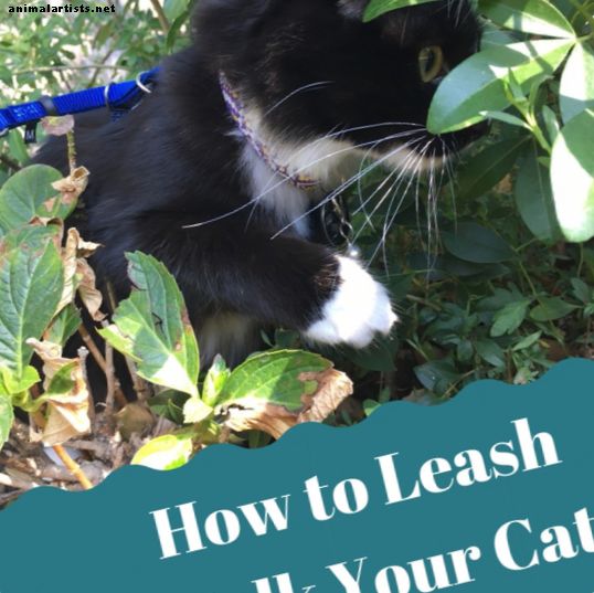 Cómo entrenar a tu gato para caminar con una correa o arnés para gatos