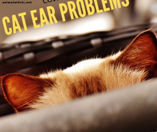 Problemas de oreja de gato