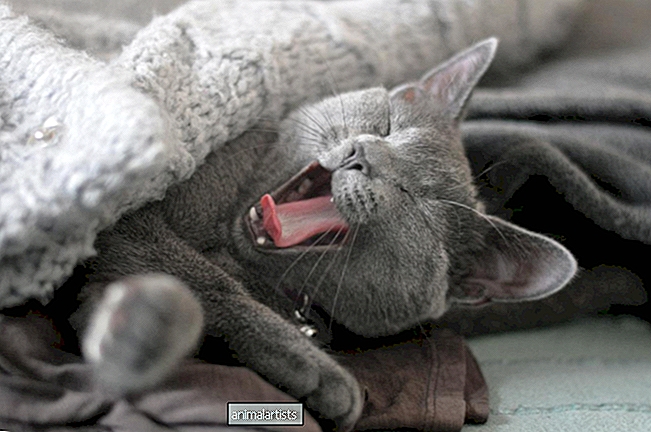 4 podivné (ale pravdivé!) dôvody, prečo mačky milujú deky