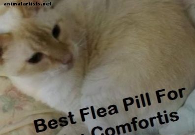 Cómo dar a un gato Comfortis pastillas para pulgas