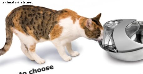 Cómo elegir la mejor fuente de agua para gatos