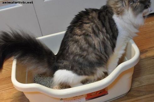 Cómo prevenir los problemas de la caja de arena en los gatos