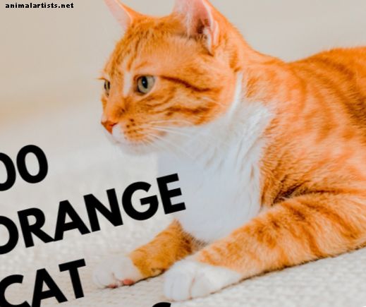 أفضل 100 أسماء القطة البرتقالية