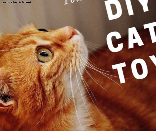 Juguete para gatos DIY usando un tubo de papel higiénico