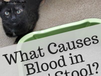 Wat veroorzaakt bloed in de ontlasting van katten?